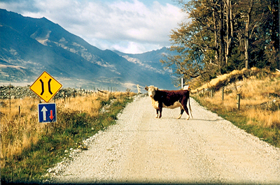 NZ Country Road